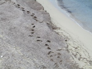 IMG_8649 (Medium)